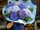 Ý nghĩa của hoa cẩm tú cầu và những mẫu hoa cẩm tú cầu đẹp tinh tế