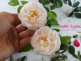Ý nghĩa hoa hồng trắng kem và mẫu hoa hồng màu trắng kem đẹp
