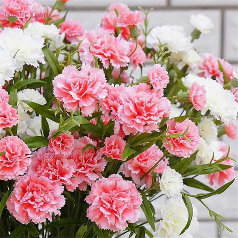 Hoa Cẩm Chướng thường được dùng để làm hoa tặng sinh nhật mẹ