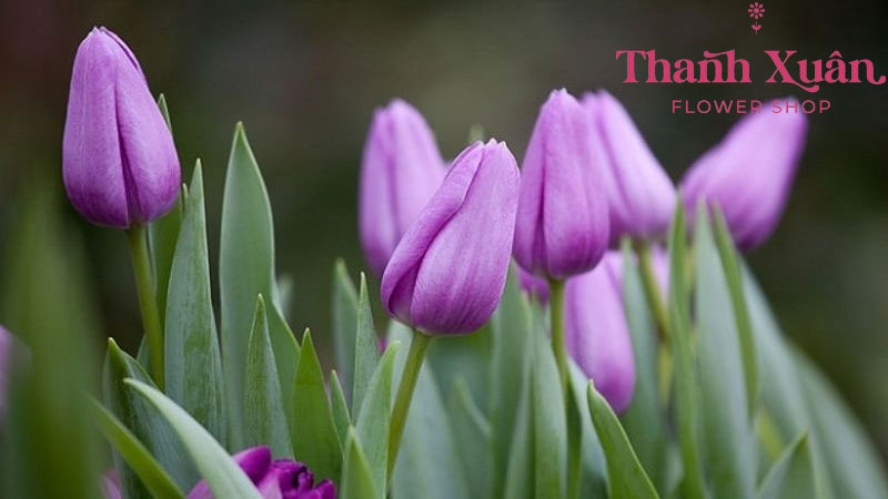 Ý nghĩa của hoa Tulip tím biểu tượng cho hoàng gia