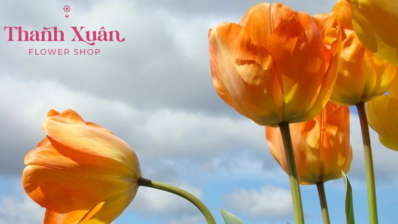 Tulip cam thường được các cặp đôi yêu nhau dành tặng để thể hiện sự gắn kết