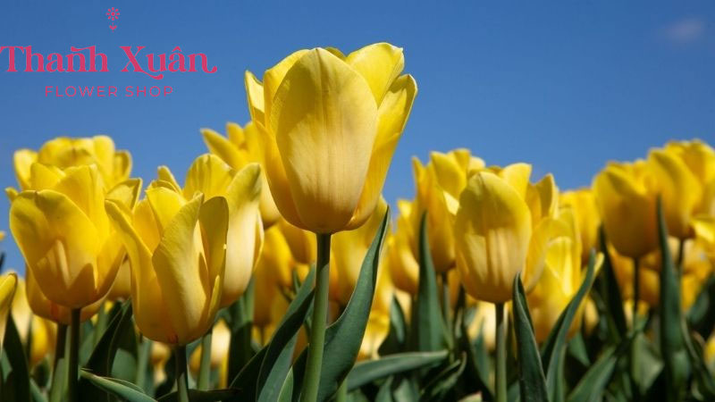 Ý nghĩa của hoa Tulip vàng đại diện cho tình bạn bền vững
